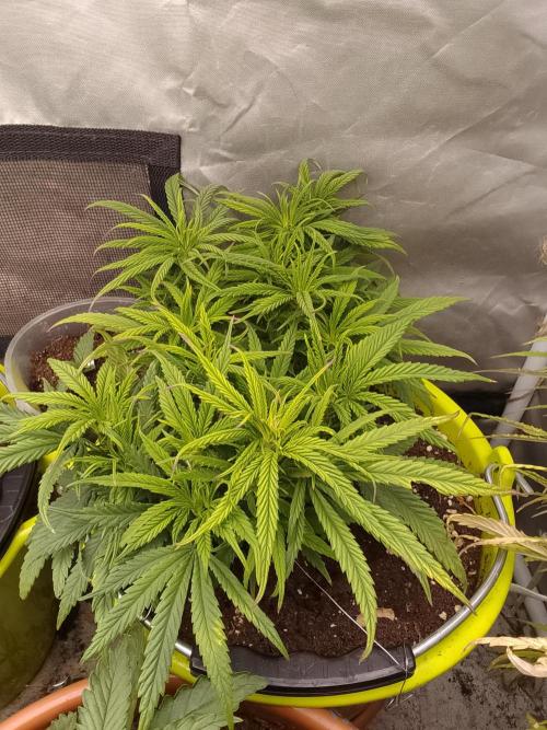 Black muffin x tangy domina S1. Week 6 - 1