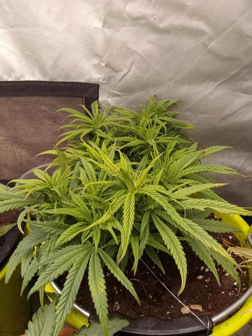 Black muffin x tangy domina S1. Week 6 - 1