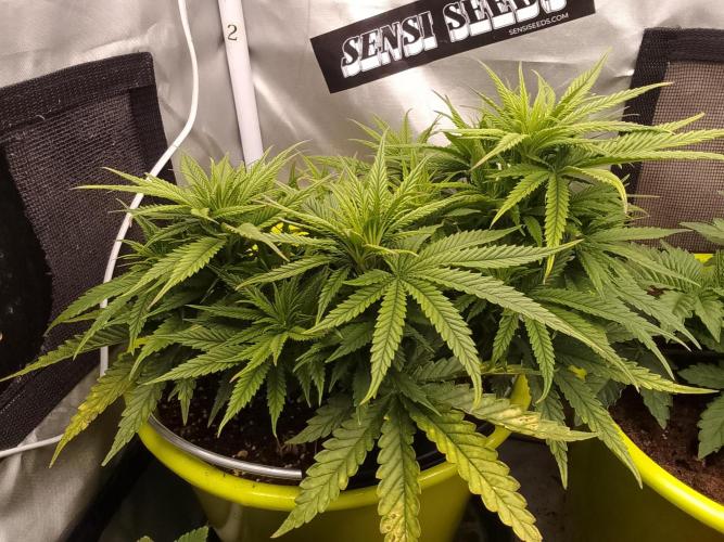 Black muffin x tangy domina S1. Week 6 - 2