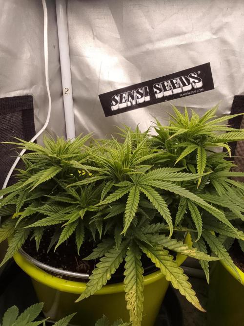 Black muffin x tangy domina S1. Week 6 - 2