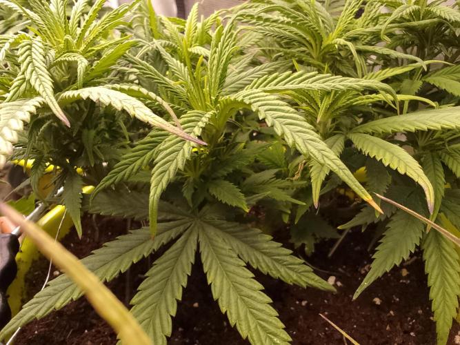 Black muffin x tangy domina S1. Week 6 - 1