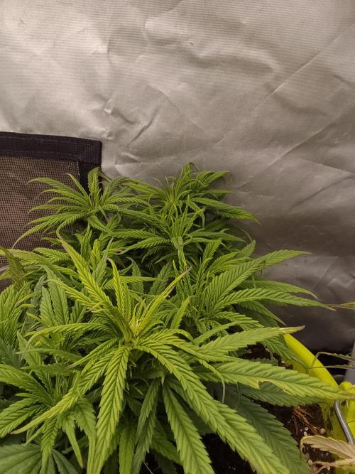 Black muffin x tangy domina S1. Week 6 - 1