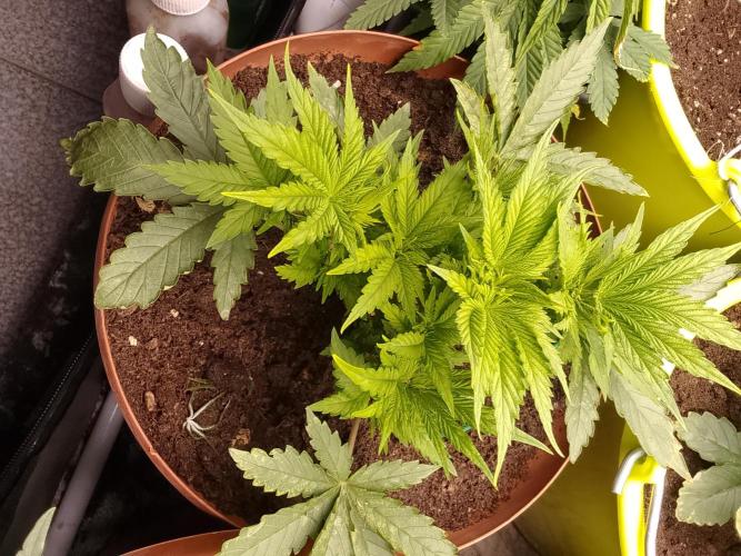 (Bmxtd)x(lxmf1). Week 3