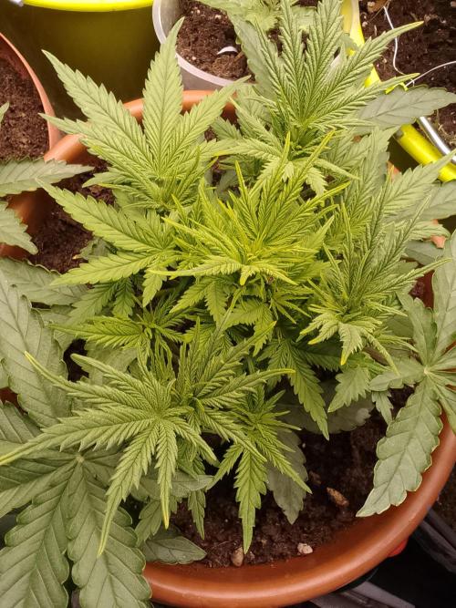 (Bmxtd)x(lxmf1). Week 3