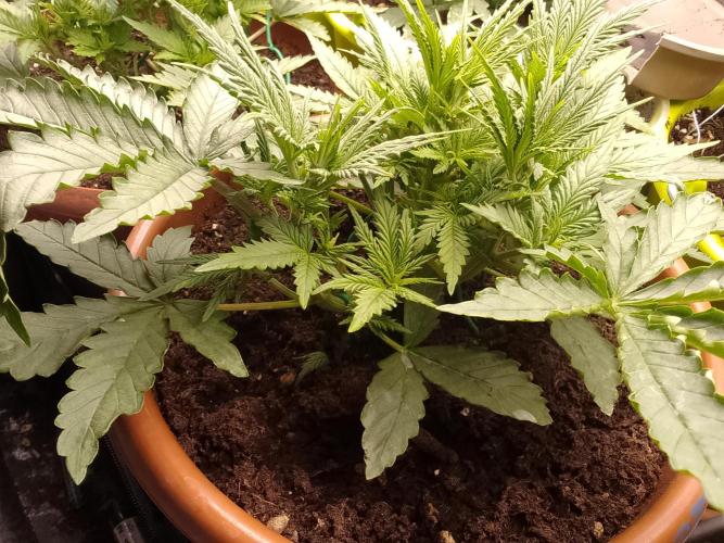 (Bmxtd)x(lxmf1). Week 3