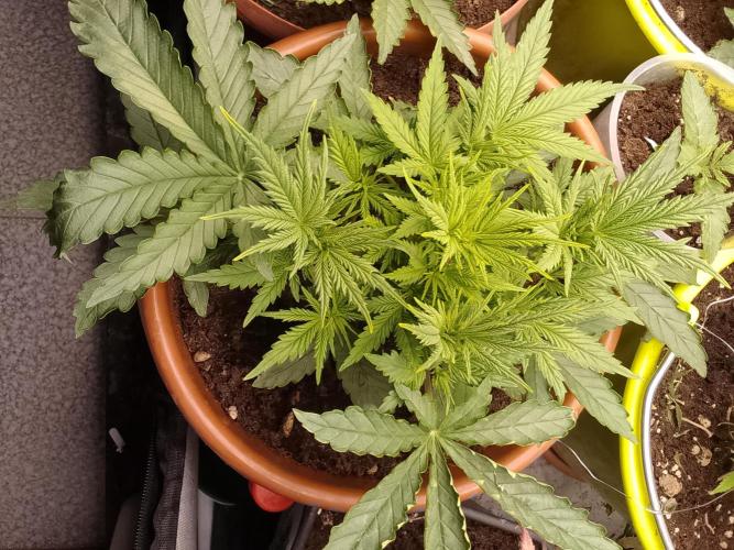 (Bmxtd)x(lxmf1). Week 3