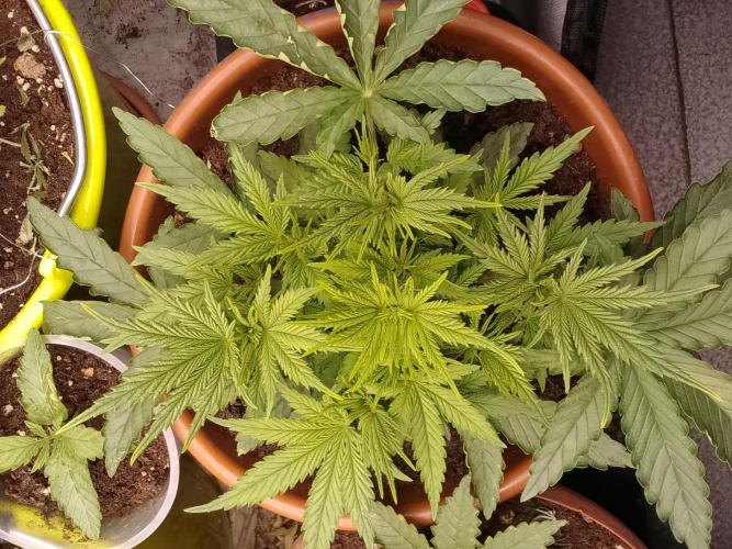 (Bmxtd)x(lxmf1). Week 3