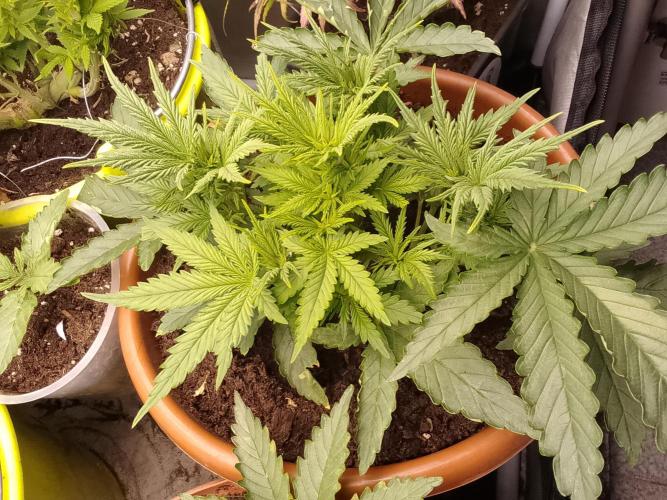 (Bmxtd)x(lxmf1). Week 3