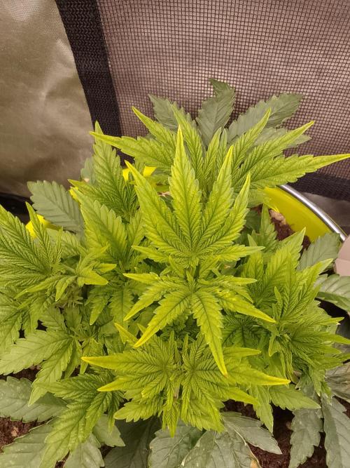 (bmxtd)x dd. Week 3 - 1