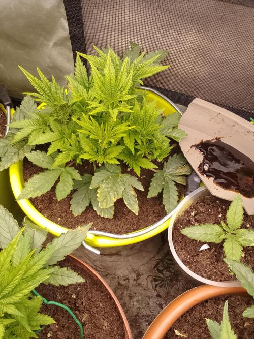 (bmxtd)x dd. Week 3 - 1