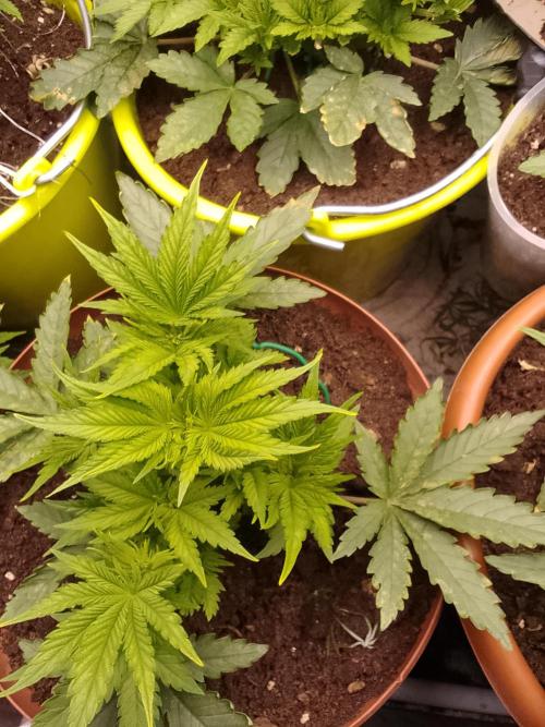 (bmxtd)x dd. Week 3 - 2