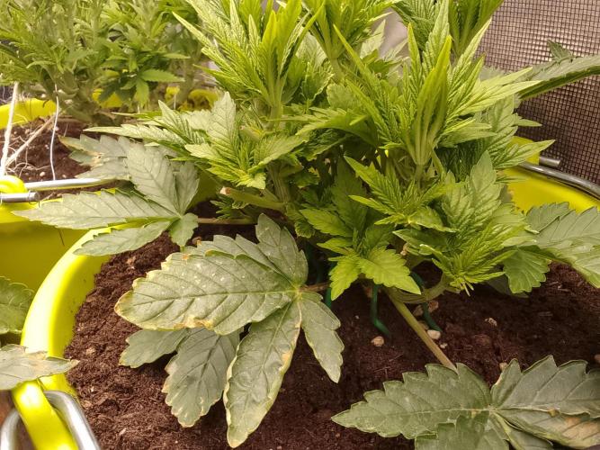 (bmxtd)x dd. Week 3 - 2