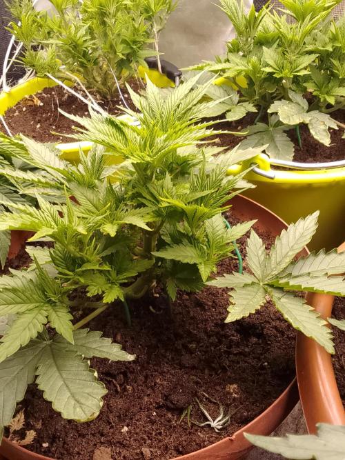 (bmxtd)x dd. Week 3 - 1