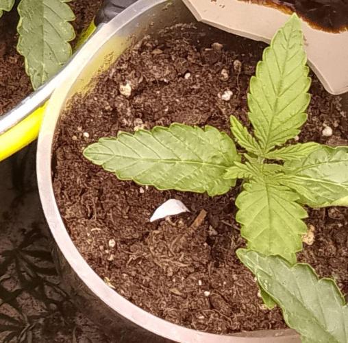 Domina tangy x Tropicana cookies. Week 1