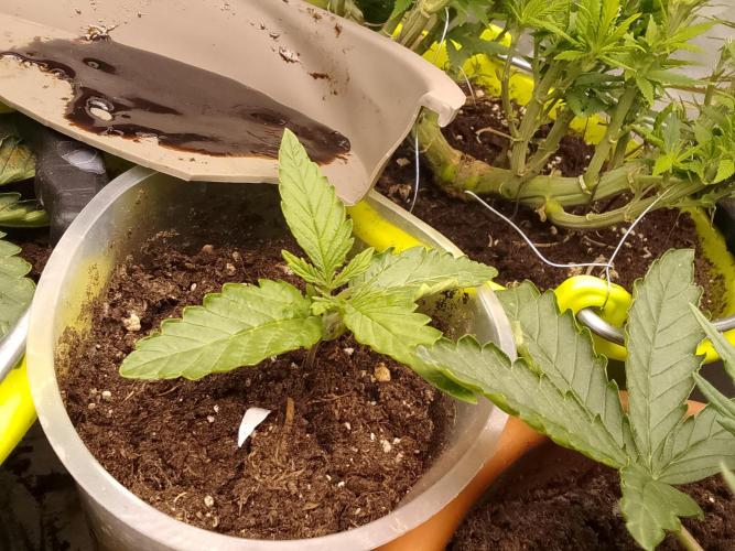 Domina tangy x Tropicana cookies. Week 1