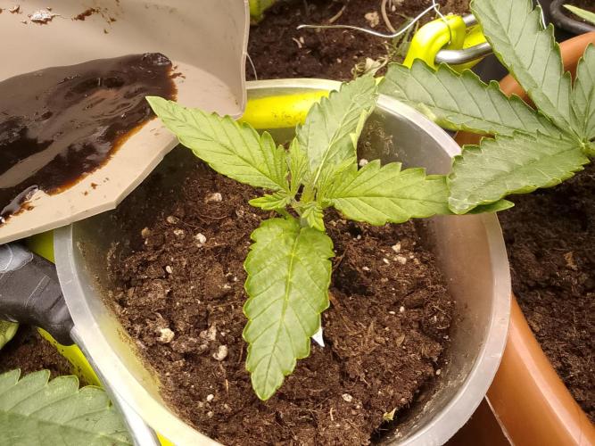 Domina tangy x Tropicana cookies. Week 1