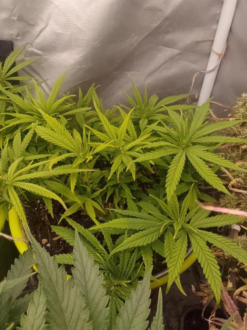 Black muffin x tangy domina S1. Week 7 - 1