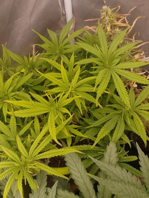 Black muffin x tangy domina S1. Week 7 - 1