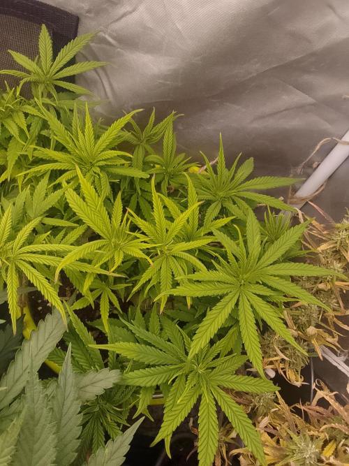 Black muffin x tangy domina S1. Week 7 - 1