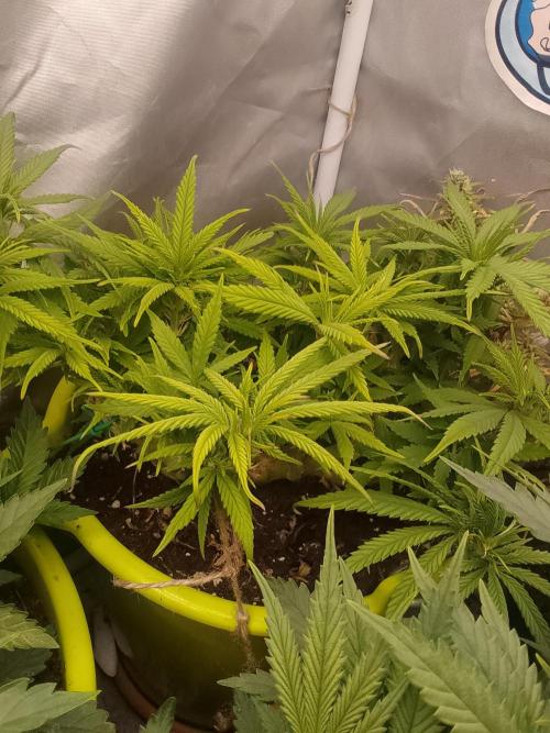 Black muffin x tangy domina S1. Week 7 - 1