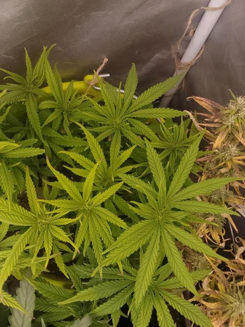 Black muffin x tangy domina S1. Week 7 - 1