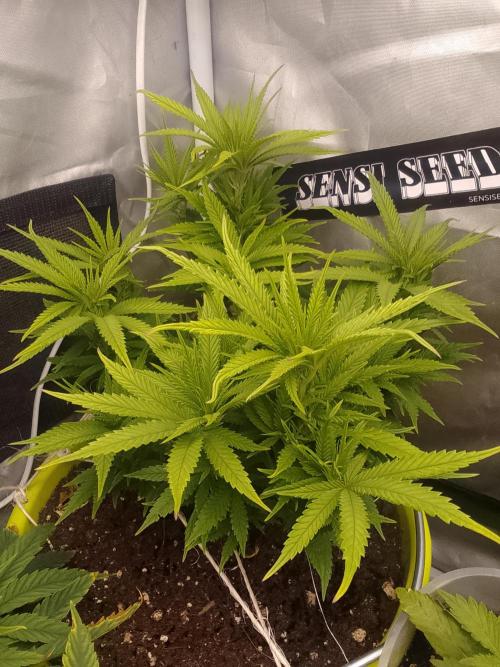 Black muffin x tangy domina S1. Week 7 - 2