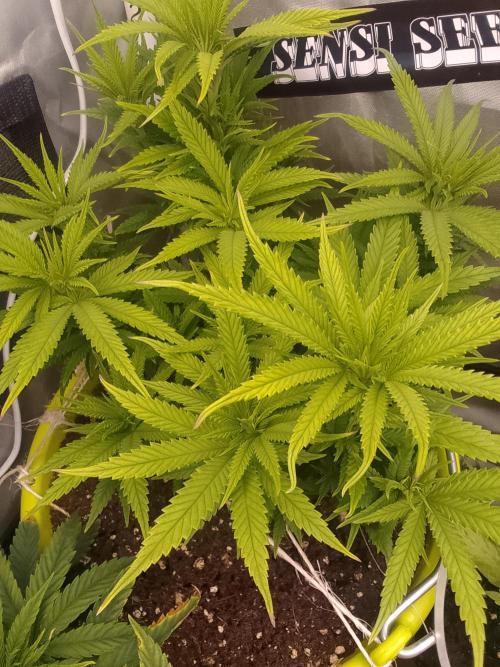 Black muffin x tangy domina S1. Week 7 - 2