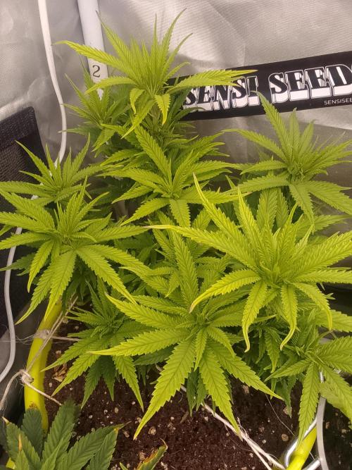 Black muffin x tangy domina S1. Week 7 - 2