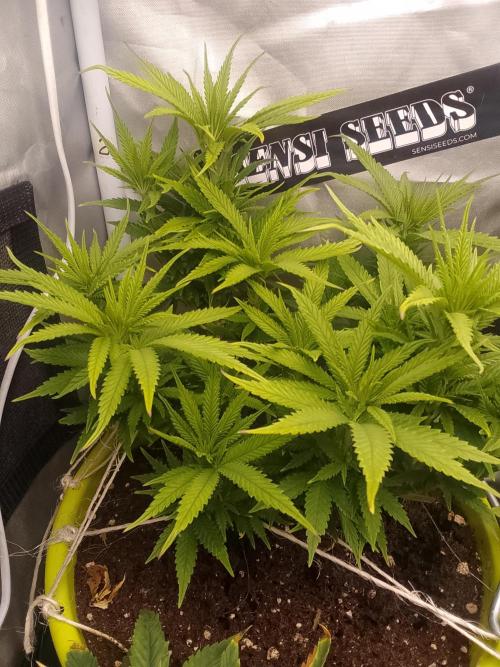 Black muffin x tangy domina S1. Week 7 - 2