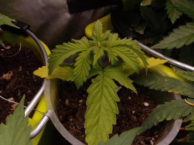 Domina tangy x Tropicana cookies. Week 2