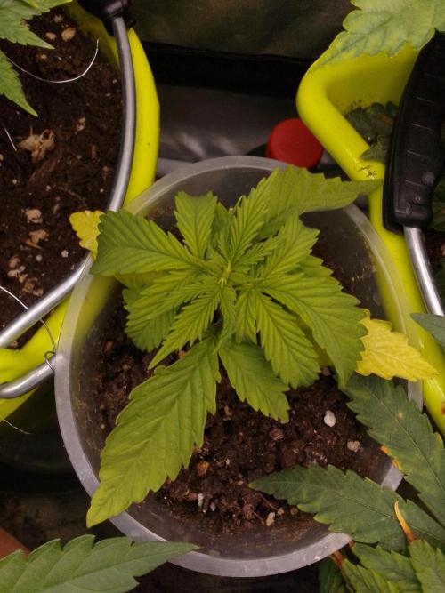 Domina tangy x Tropicana cookies. Week 2