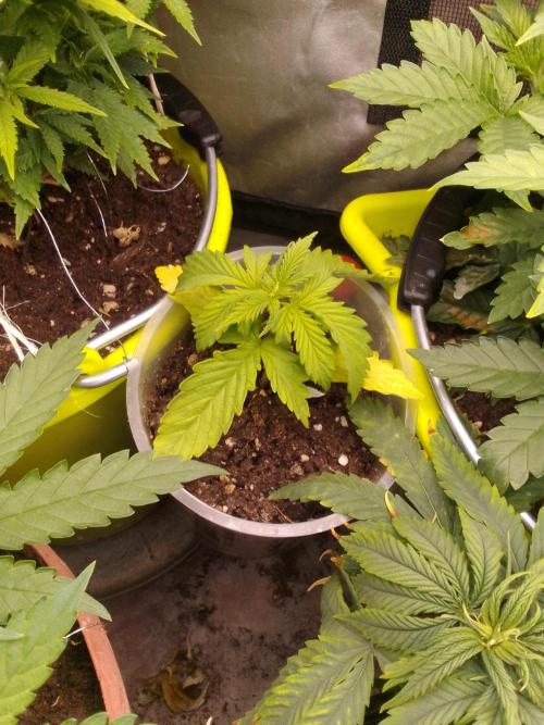 Domina tangy x Tropicana cookies. Week 2