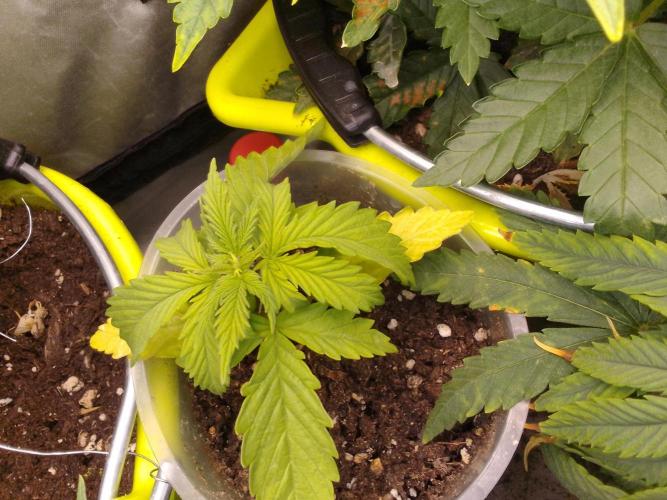 Domina tangy x Tropicana cookies. Week 2