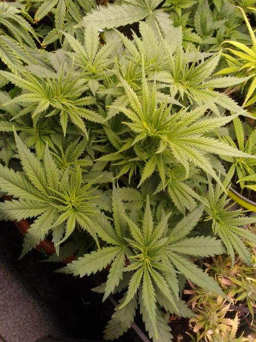 (Bmxtd)x(lxmf1). Week 4