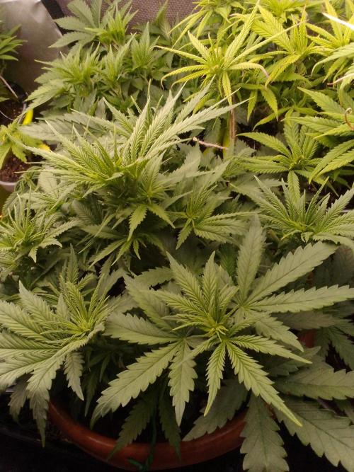 (Bmxtd)x(lxmf1). Week 4