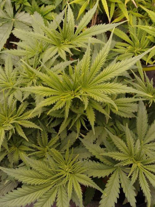 (Bmxtd)x(lxmf1). Week 4