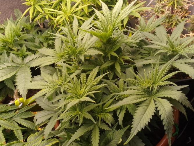 (Bmxtd)x(lxmf1). Week 4