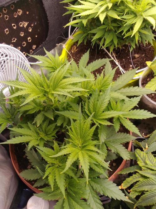 (bmxtd)x dd. Week 4 - 2