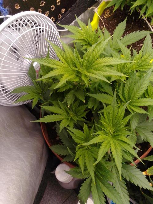 (bmxtd)x dd. Week 4 - 2