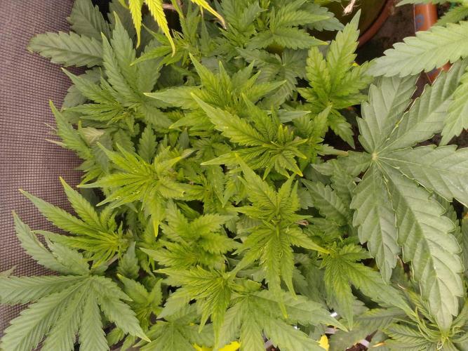 (bmxtd)x dd. Week 4 - 1