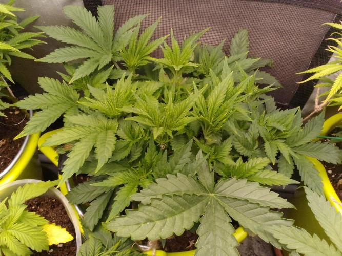 (bmxtd)x dd. Week 4 - 1