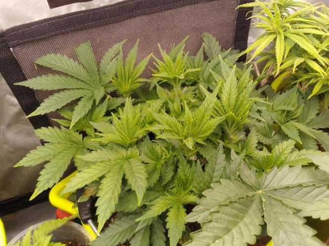 (bmxtd)x dd. Week 4 - 1