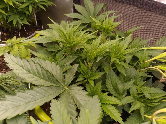 (bmxtd)x dd. Week 4 - 1