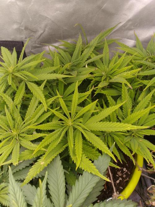 Black muffin x tangy domina S1. Week 8 - 1