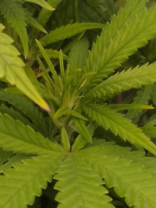 Black muffin x tangy domina S1. Week 8