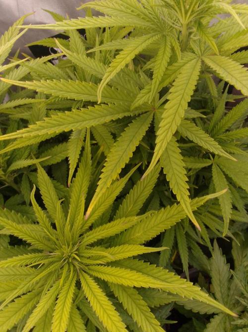 Black muffin x tangy domina S1. Week 8