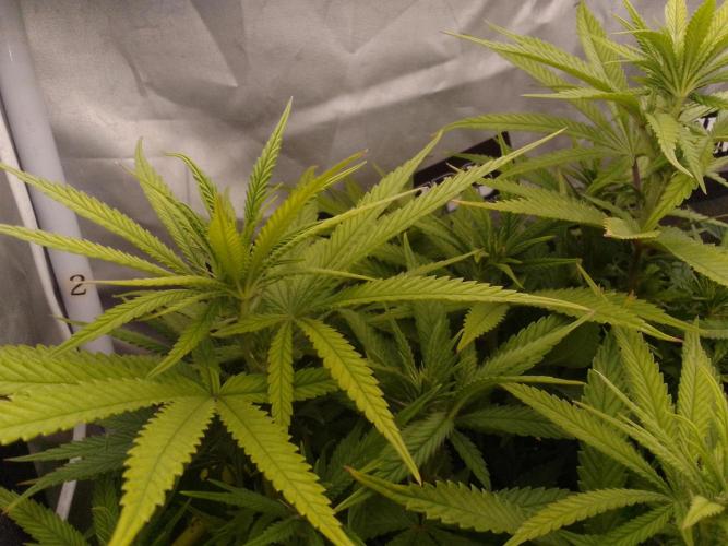 Black muffin x tangy domina S1. Week 8 - 2