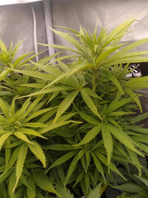 Black muffin x tangy domina S1. Week 8 - 2