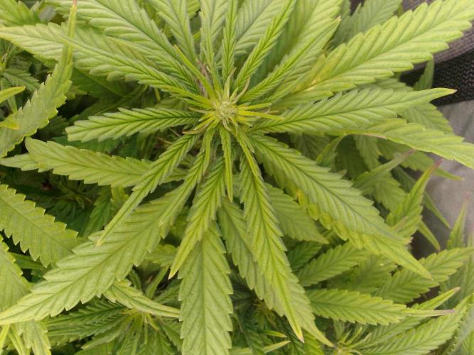 Black muffin x tangy domina S1. Week 8