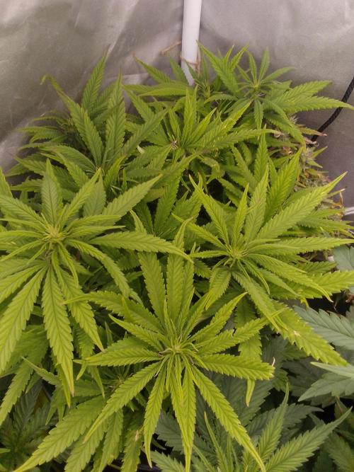 Black muffin x tangy domina S1. Week 8